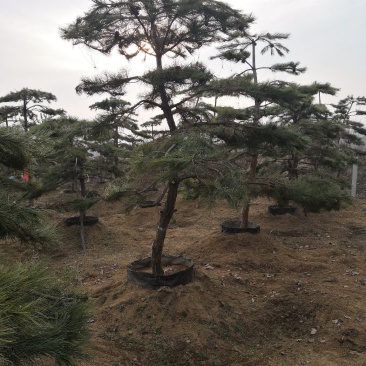 造型油松