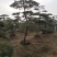 造型油松