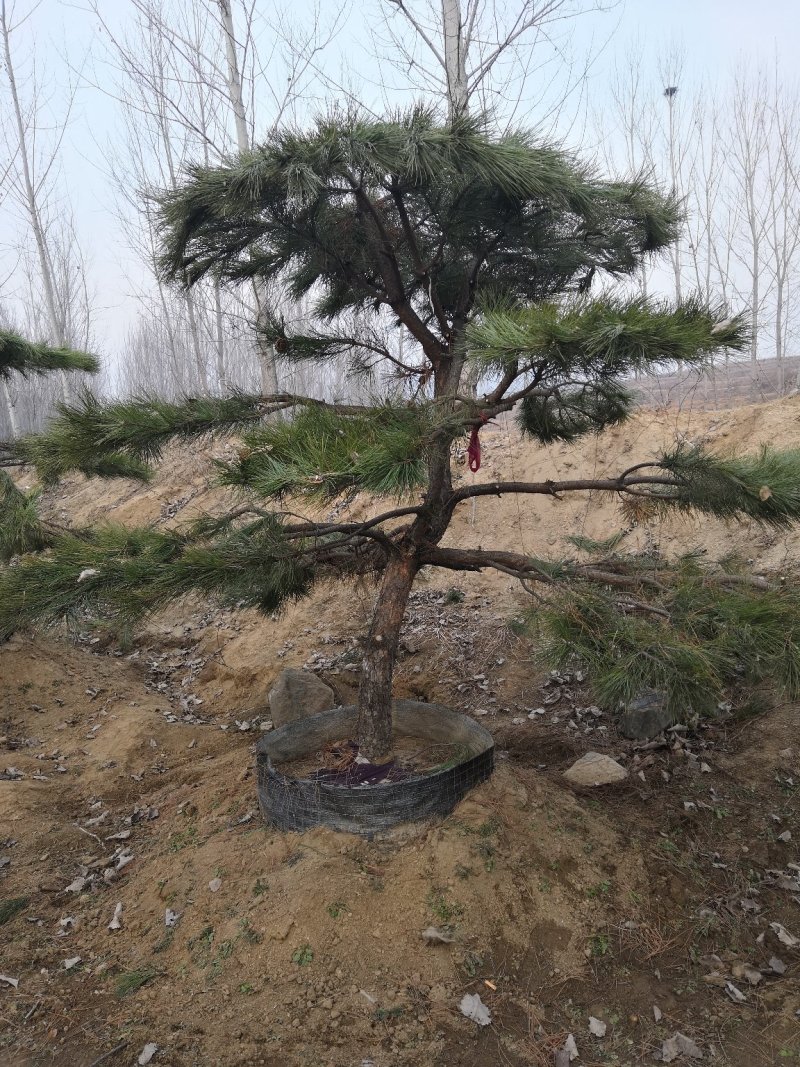 造型油松