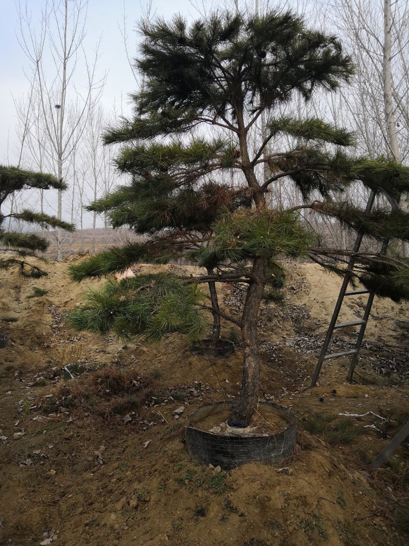 造型油松