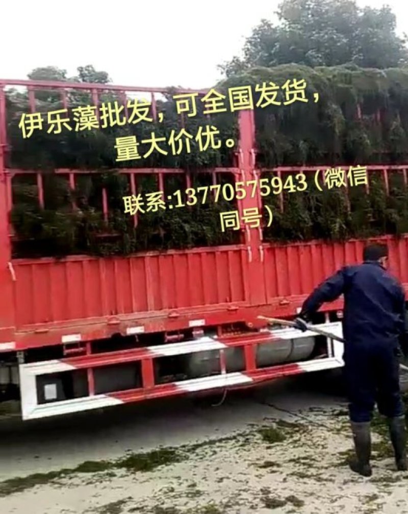 伊乐藻、吃不败、四季草