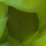 米糠