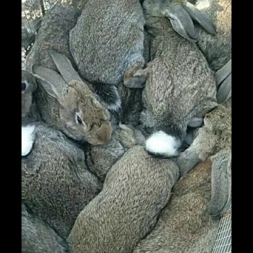 我家有比利斯杂交野兔，种兔，