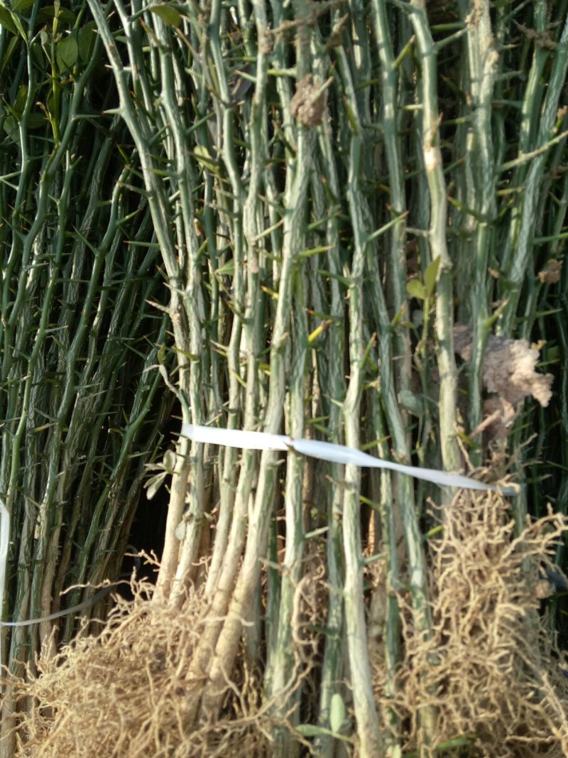 枳壳苗子，量大价格优惠保质保量，臭杞苗子，需要的老板联系