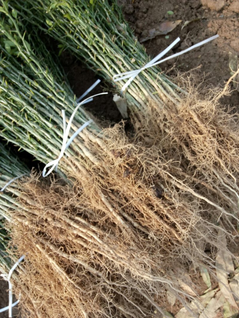 枳壳苗子，量大价格优惠保质保量，臭杞苗子，需要的老板联系