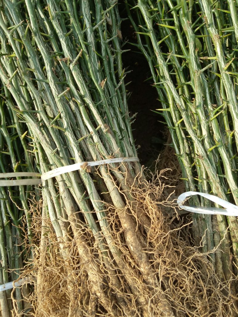 枳壳苗子，量大价格优惠保质保量，臭杞苗子，需要的老板联系