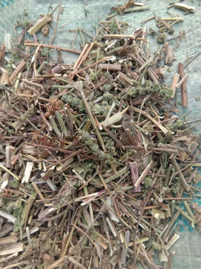 荆芥全草一手货源批发价格便宜