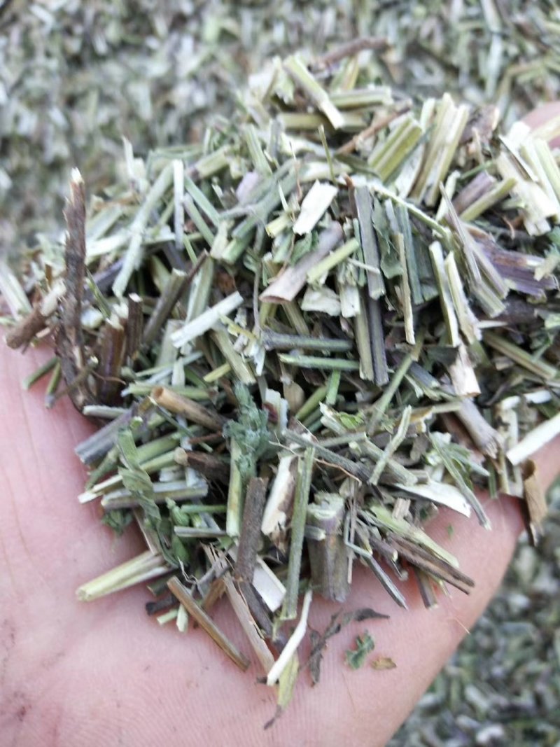 荆芥一手货源批发零售价格便宜