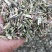 荆芥一手货源批发零售价格便宜