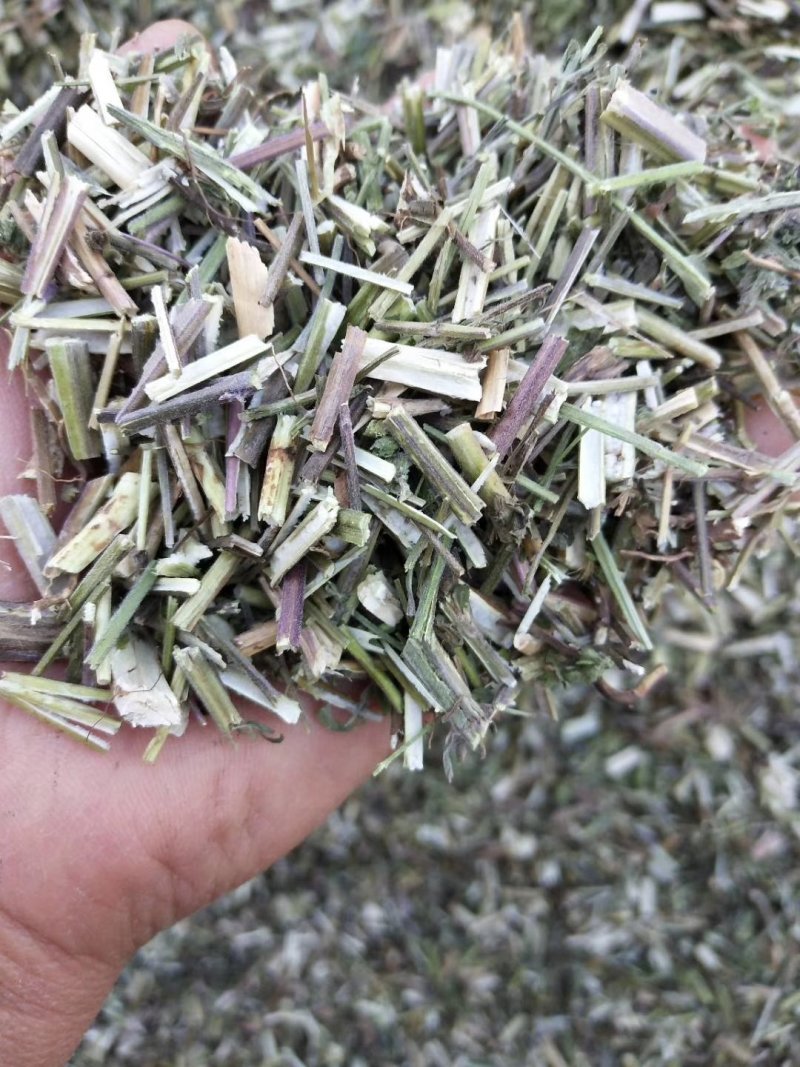 荆芥一手货源批发零售价格便宜