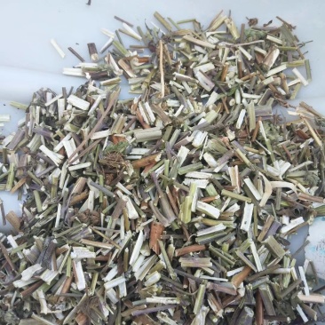 荆芥一手货源批发零售价格便宜