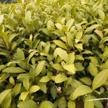 各个品种茶树苗