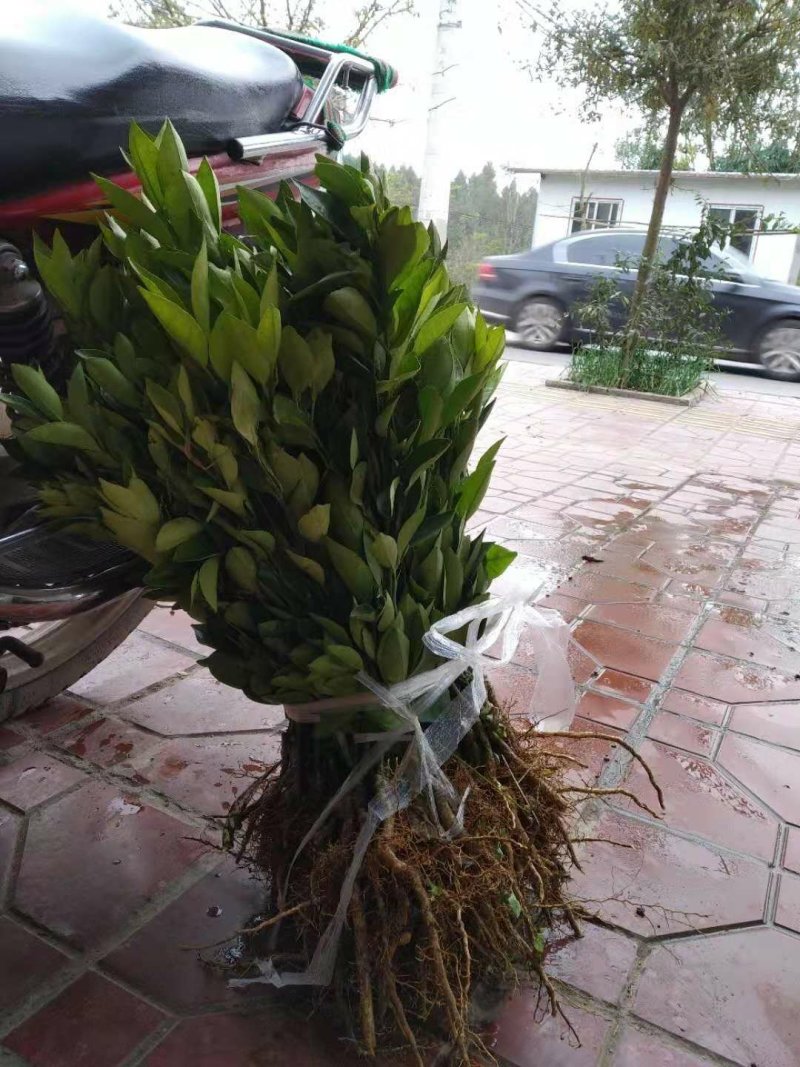 秭归伦晚脐橙苗大量供应