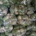 青萝卜萝卜精品青多白少1斤半左右产地直发