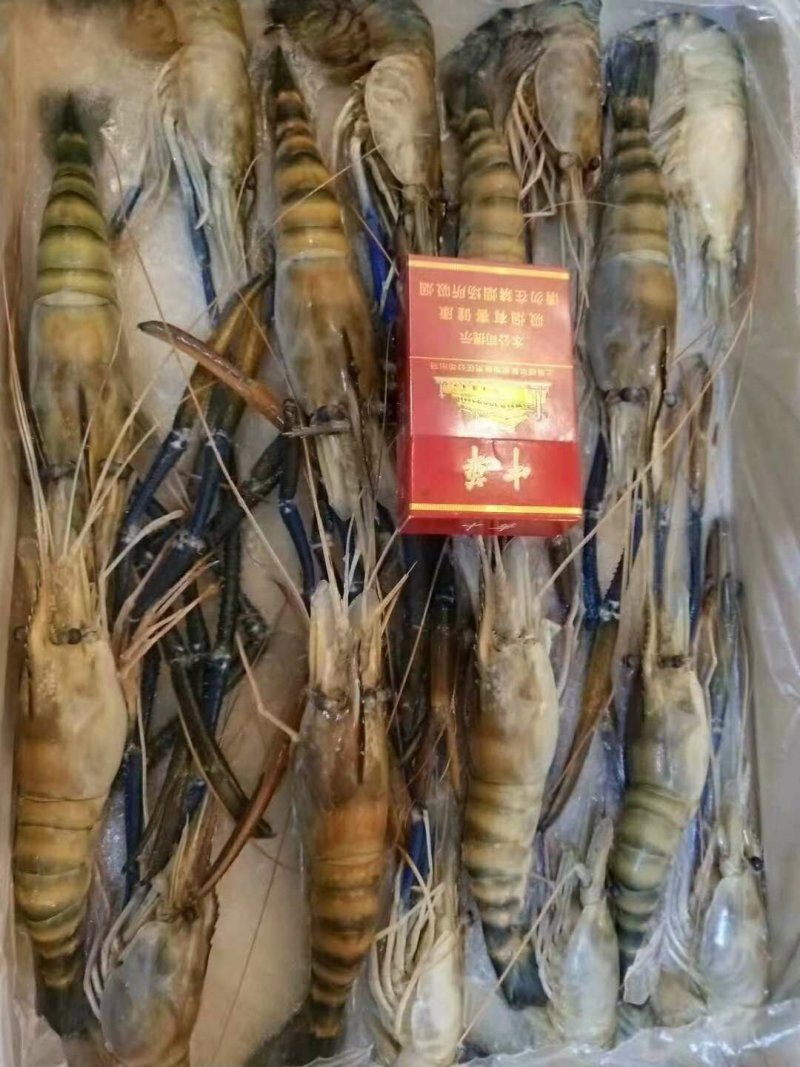 罗氏虾冻品，罗氏沼虾长期供应活虾冻品均可供量大从优