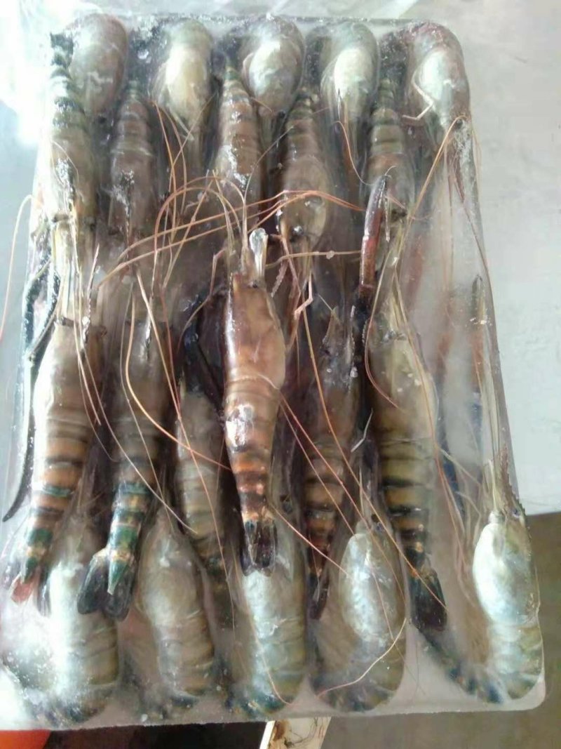 罗氏虾冻品，罗氏沼虾长期供应活虾冻品均可供量大从优