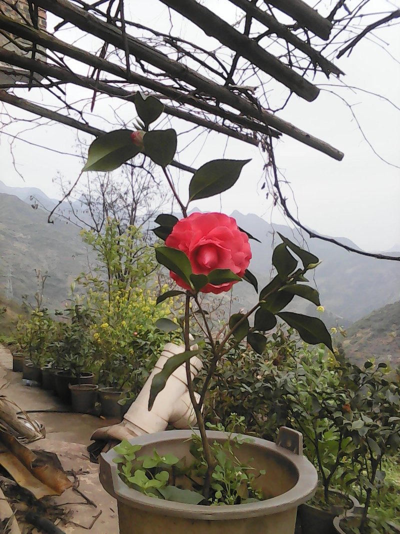 茶花，山茶花，大红花，四季长青，花期长达六个月。