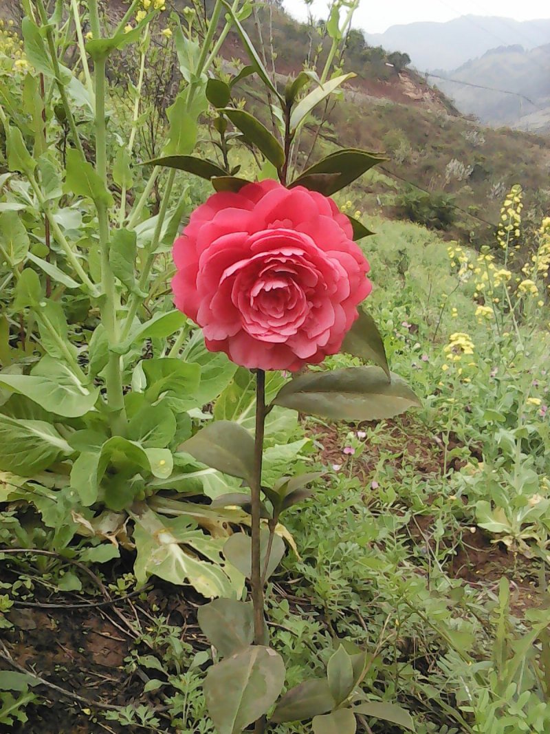 茶花，山茶花，大红花，四季长青，花期长达六个月。