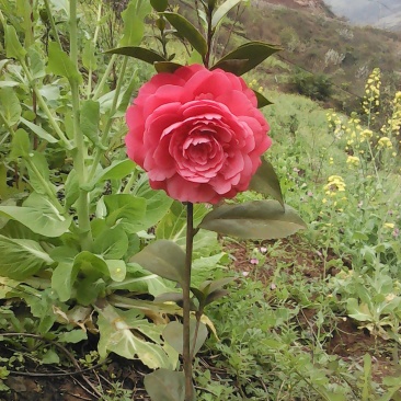 茶花，山茶花，大红花，四季长青，花期长达六个月。