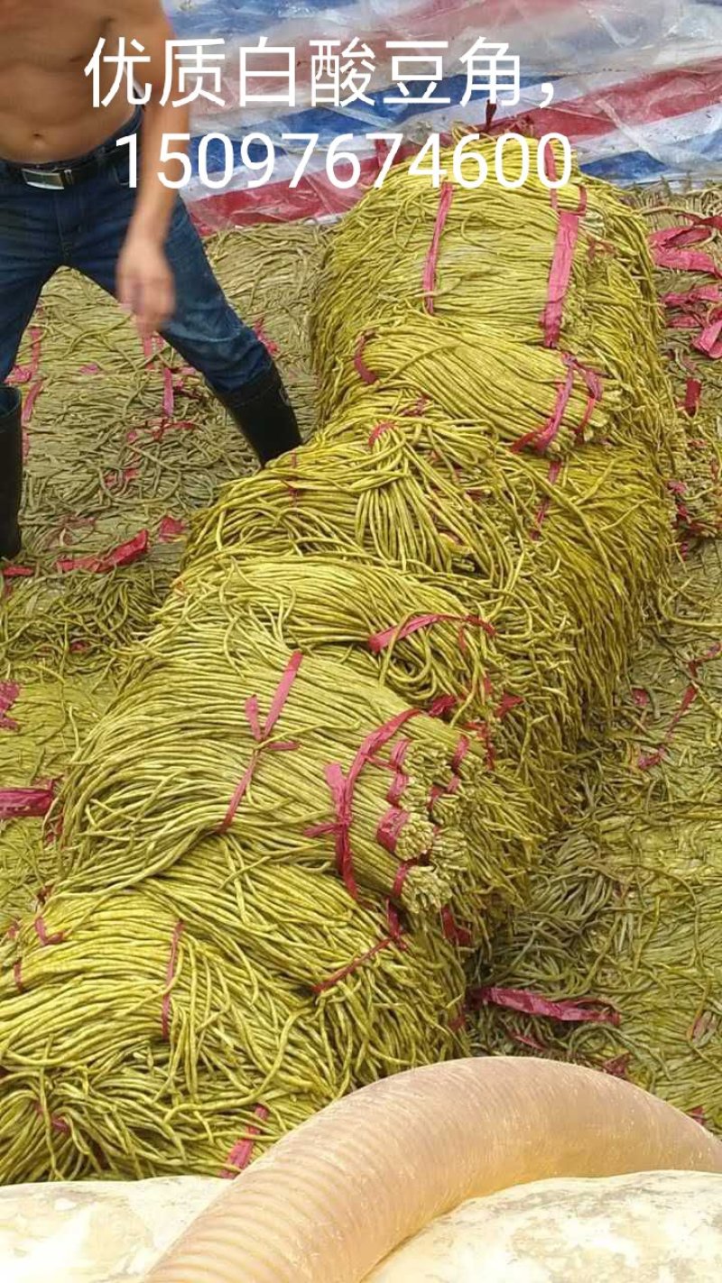 河北省邯郸市鸡泽优质白酸豆角