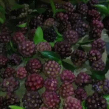 黑老虎果