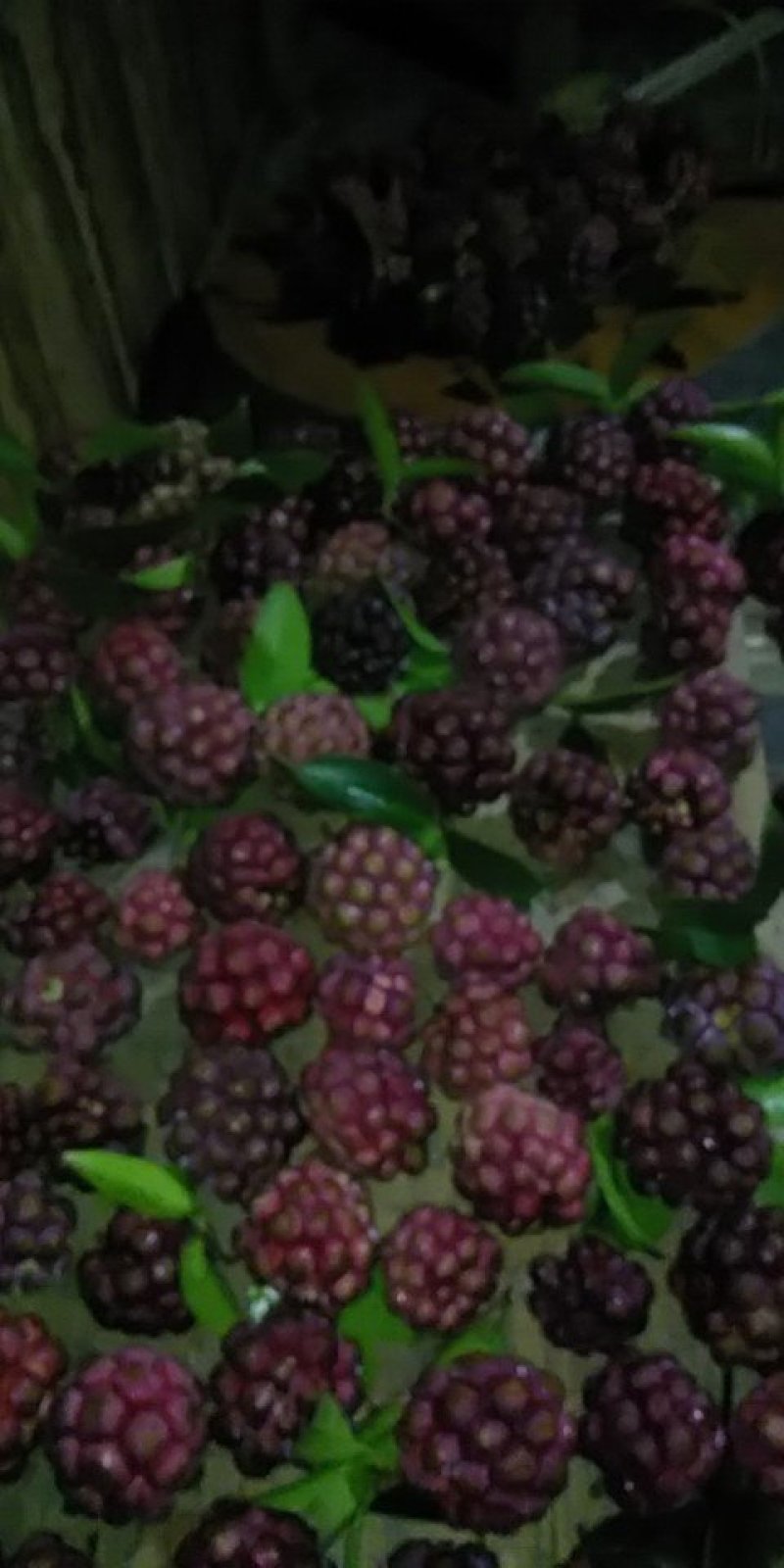黑老虎果
