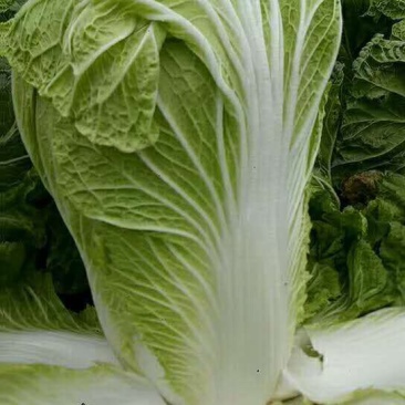 夏邑县车站镇大量白菜上市