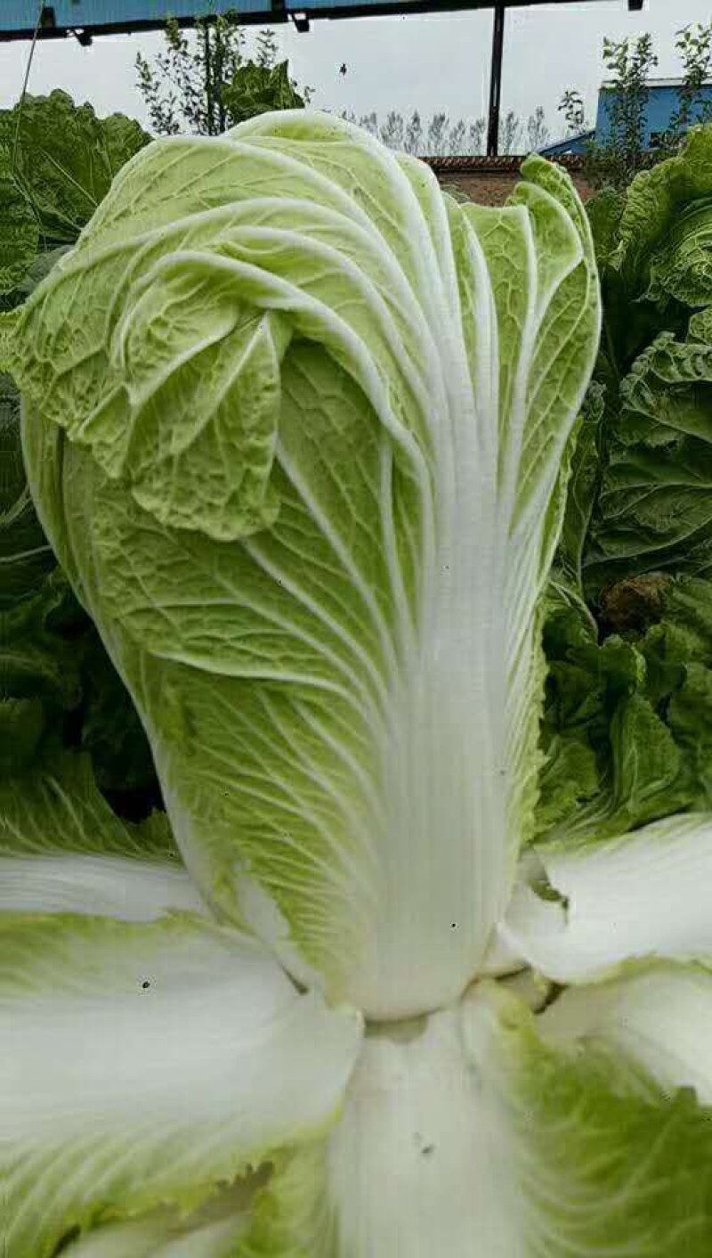 夏邑县车站镇大量白菜上市