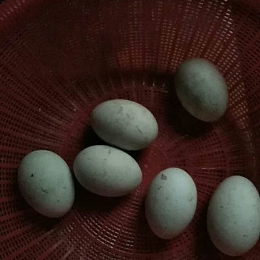 鸭蛋
