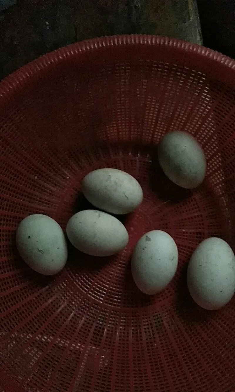鸭蛋
