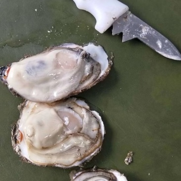 海蛎