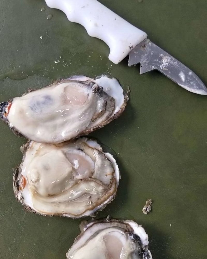 海蛎