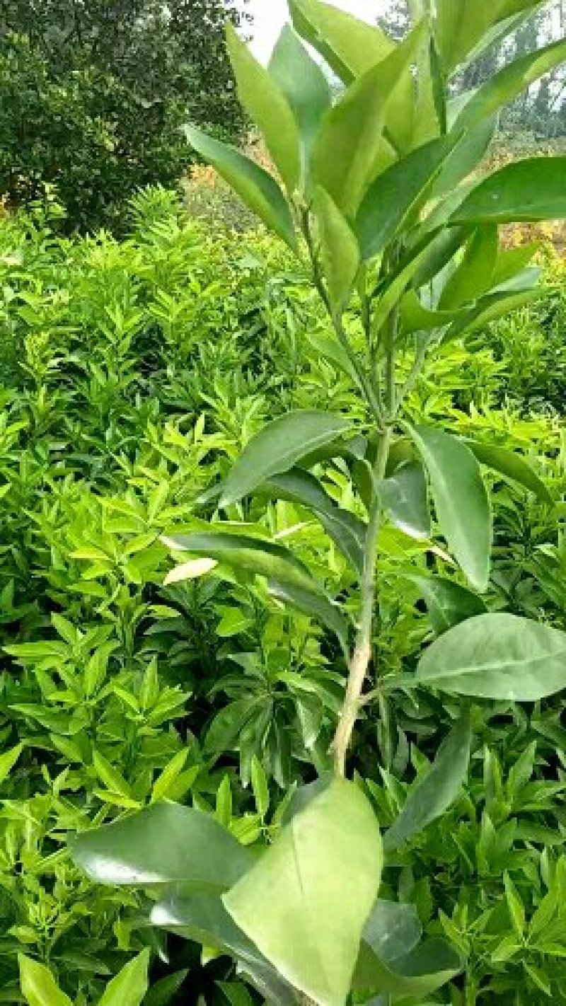 爱媛38号苗，成熟时间早，糖度高，好管理，易薄皮。