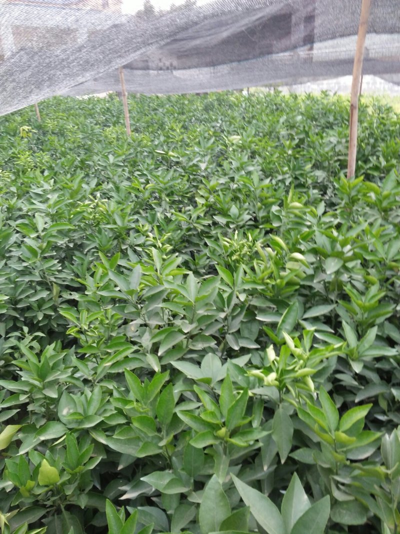 爱媛38号苗，成熟时间早，糖度高，好管理，易薄皮。