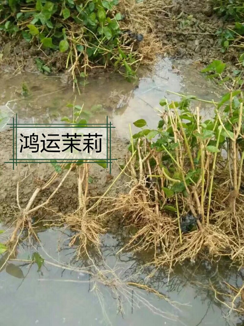 包邮春季2年茉莉花苗半成品裸根苗广西横县茉莉白色双瓣茉莉