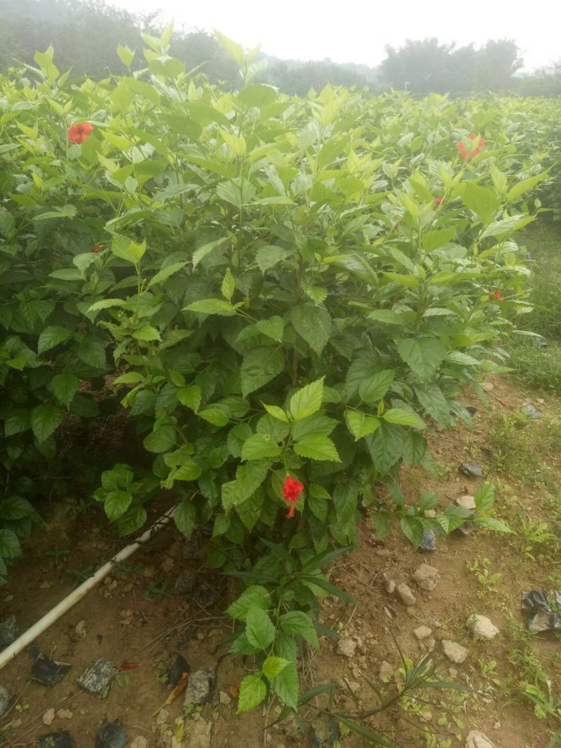青叶扶桑(朱槿)高1米*1米扶桑福建漳州苗木基地