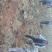 泡桐苗3-10-15公分供应河南泡桐树苗基地自家种植
