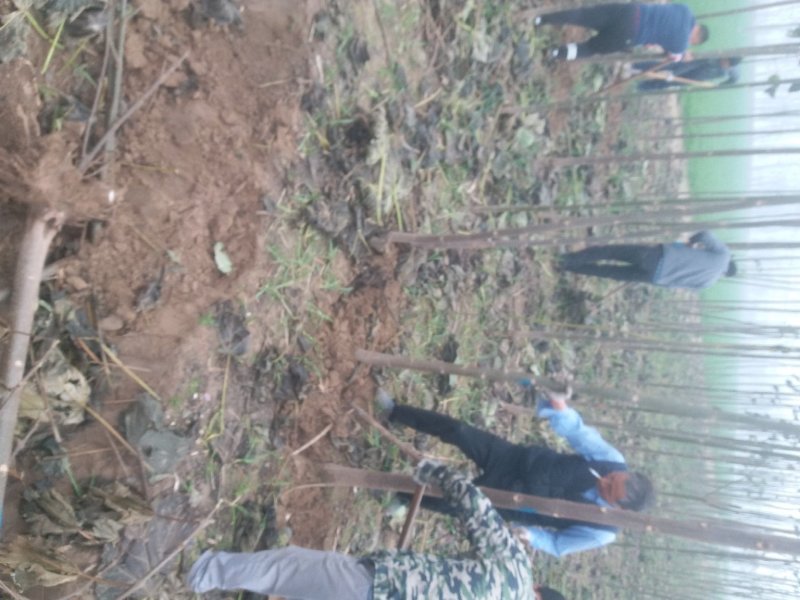 泡桐苗3-10-15公分供应河南泡桐树苗基地自家种植