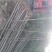 泡桐苗3-10-15公分供应河南泡桐树苗基地自家种植
