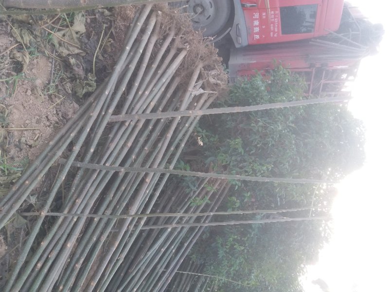 泡桐苗3-10-15公分供应河南泡桐树苗基地自家种植