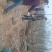 泡桐苗3-10-15公分供应河南泡桐树苗基地自家种植