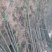 泡桐苗3-10-15公分供应河南泡桐树苗基地自家种植