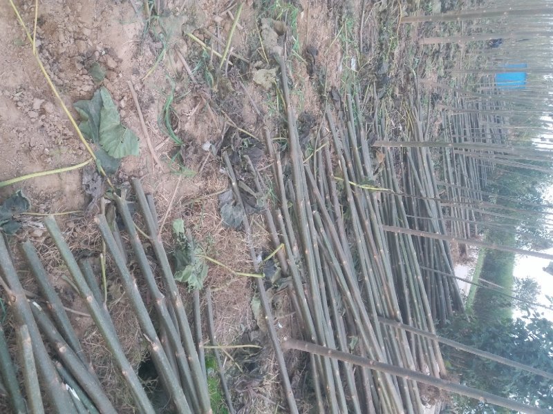 泡桐苗3-10-15公分供应河南泡桐树苗基地自家种植