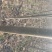 泡桐苗3-10-15公分供应河南泡桐树苗基地自家种植