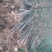 泡桐苗3-10-15公分供应河南泡桐树苗基地自家种植