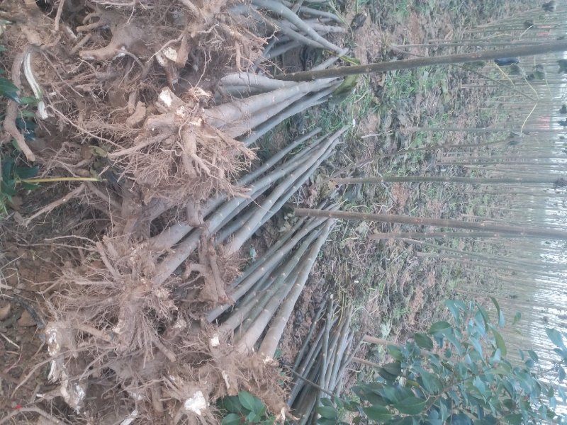泡桐苗3-10-15公分供应河南泡桐树苗基地自家种植