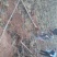 泡桐苗3-10-15公分供应河南泡桐树苗基地自家种植