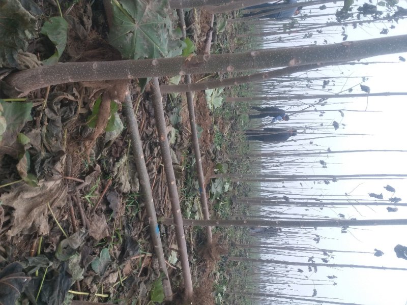 泡桐苗3-10-15公分供应河南泡桐树苗基地自家种植