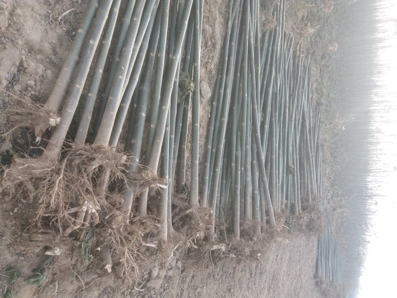 泡桐苗3-10-15公分供应河南泡桐树苗基地自家种植