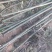 泡桐苗3-10-15公分供应河南泡桐树苗基地自家种植
